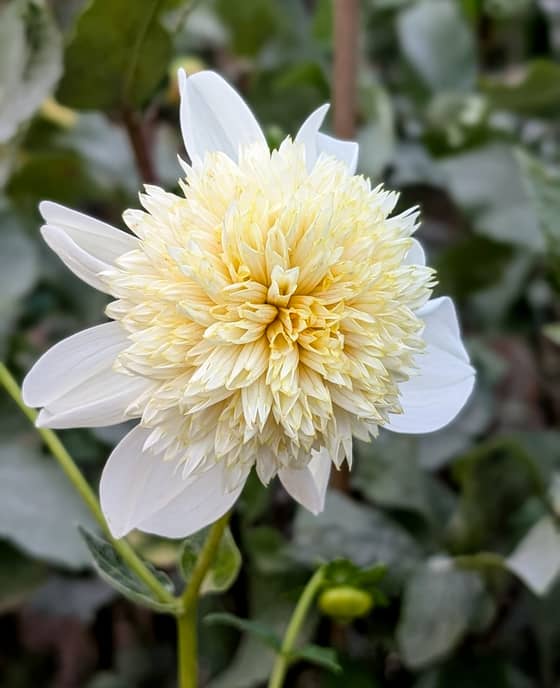 Platinum Blonde dahlia bloom